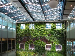 Photograph of plants growing on a wall