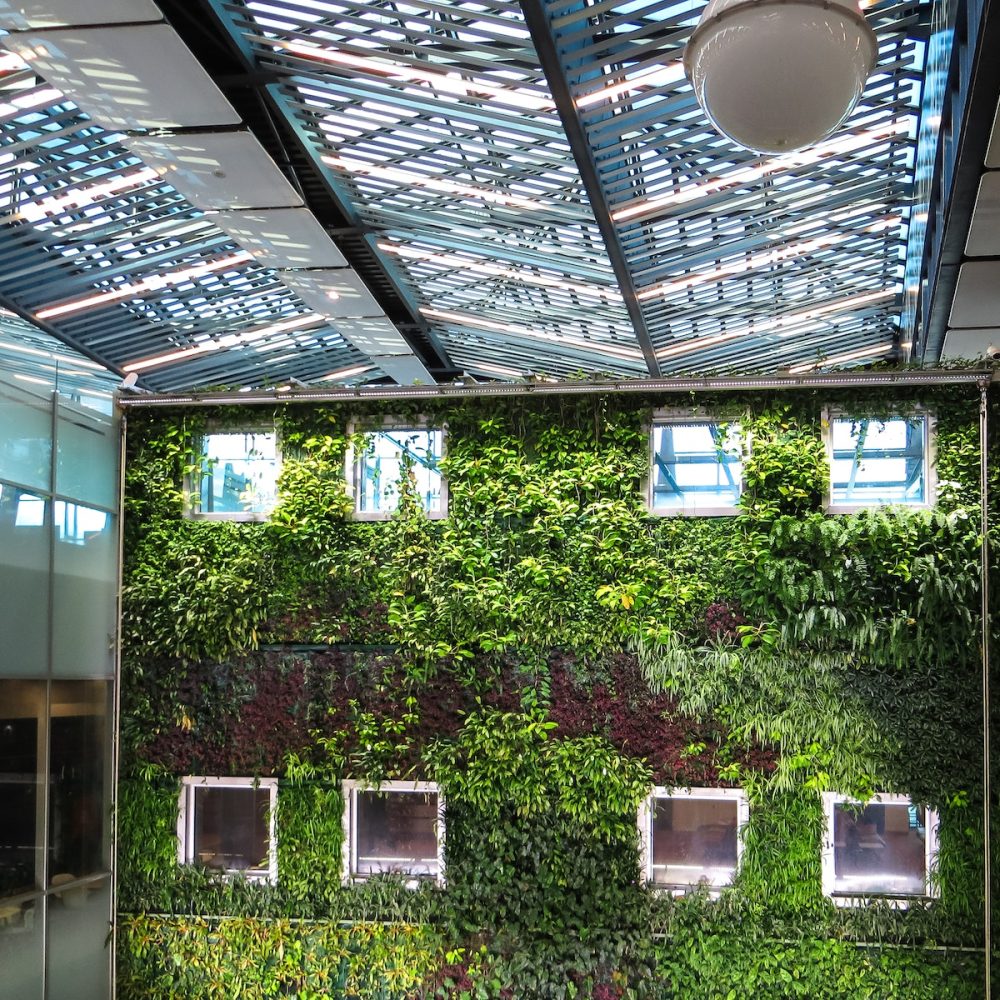 Photograph of plants growing on a wall